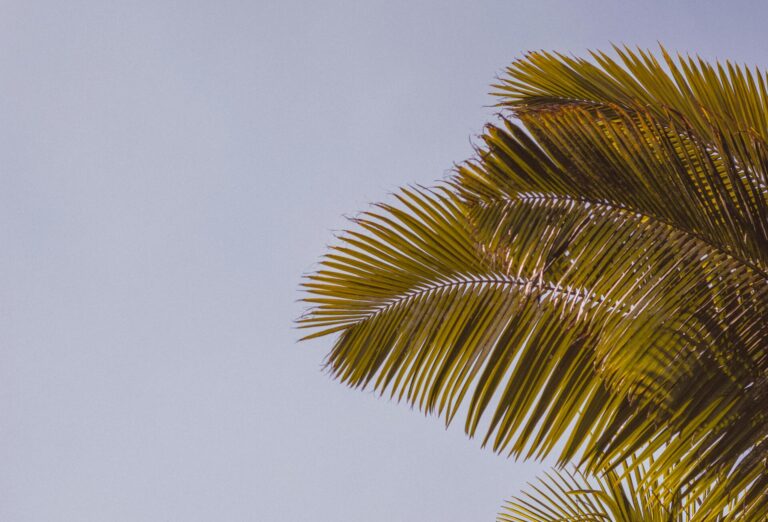 A green palm tree frond flapping in a storm in Florida.