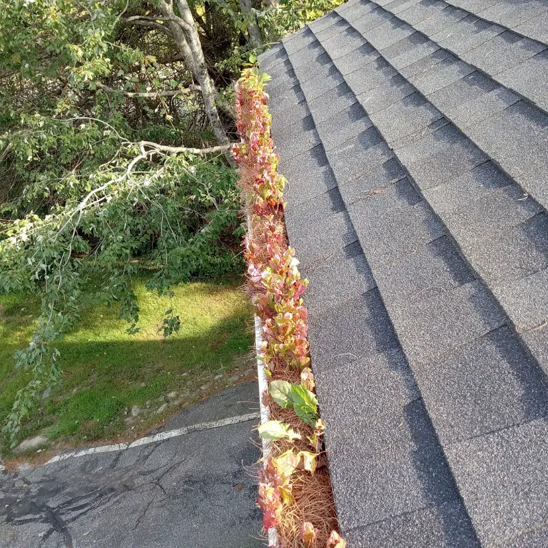 Gutter packed with pine needles and leaf debris before service