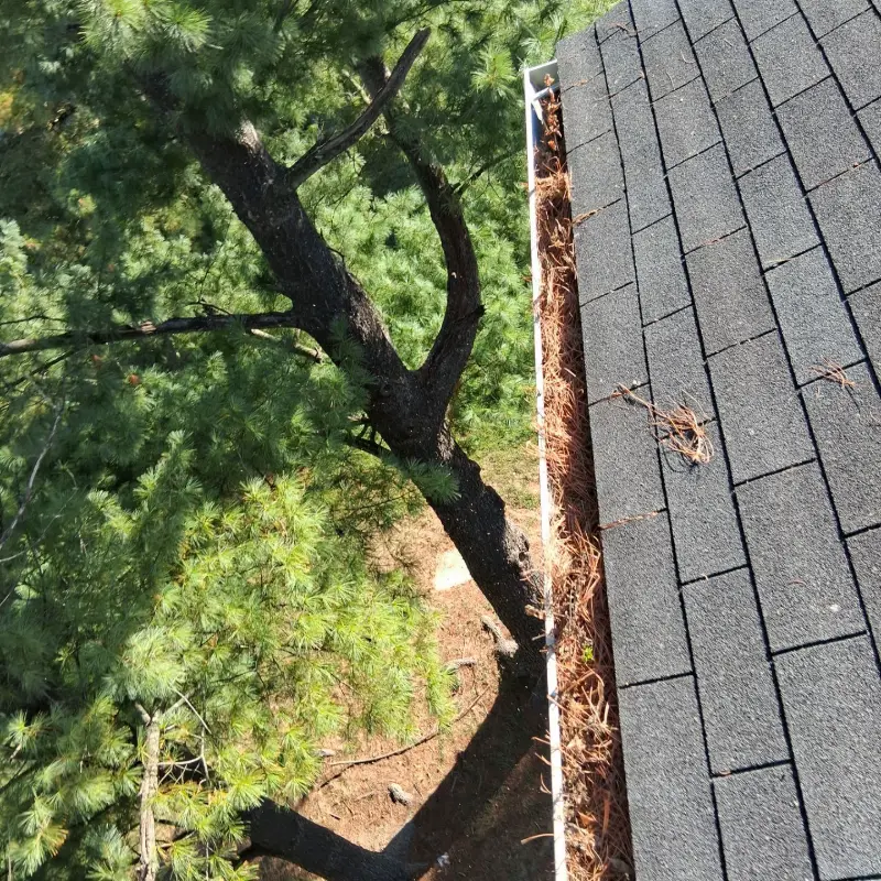 Gutter packed with pine needles and leaf debris before service