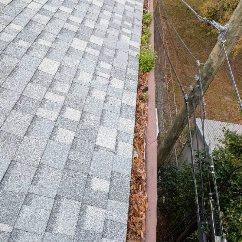 Gutter packed with pine needles and leaf debris before service